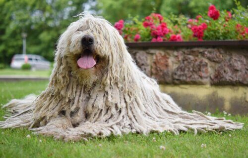 A Komondor laying in the grass