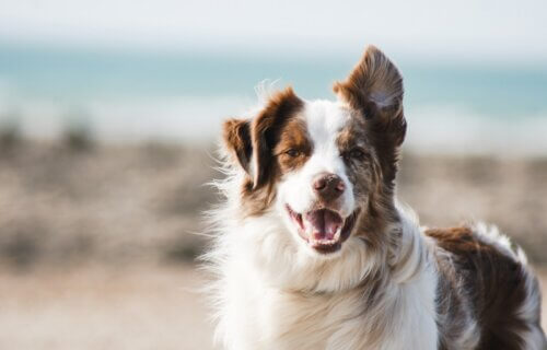 Brown and white Border Collie