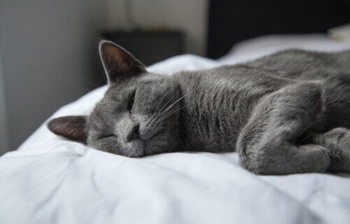 Russian Blue cat sleeping