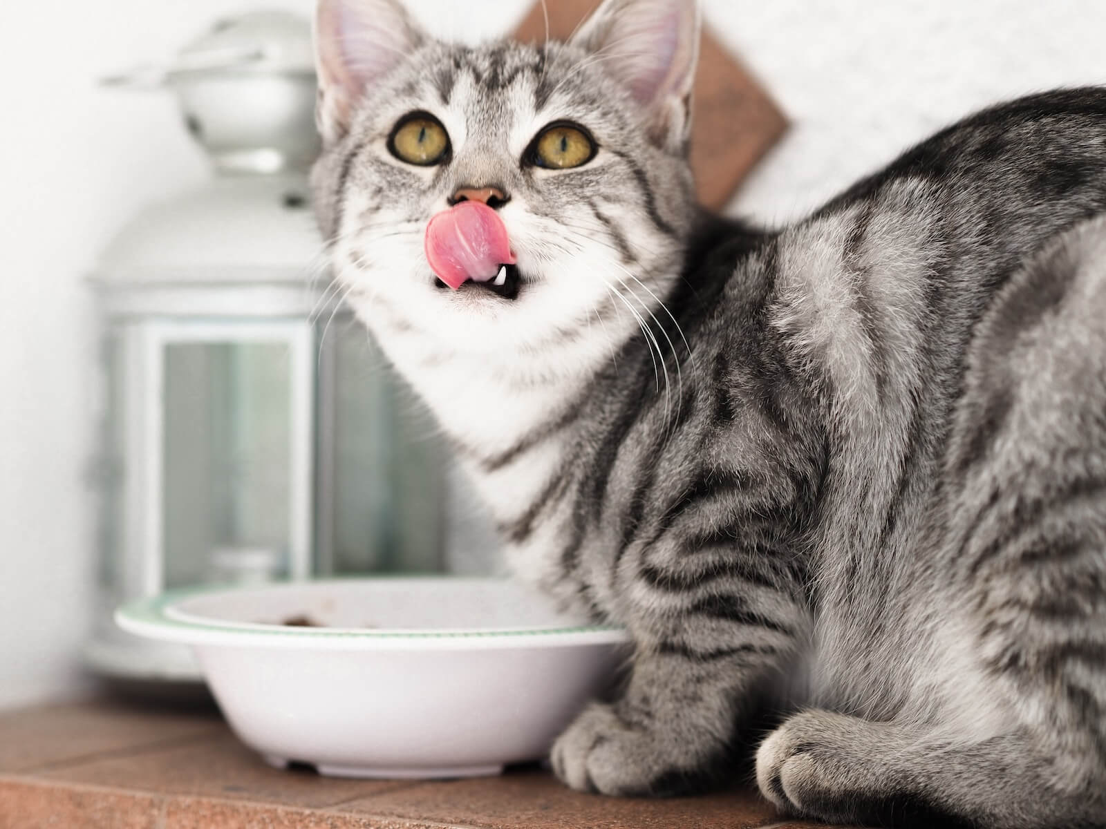 silver tabby cat in white ceramic bowl Photo by Laura Chouette on Unsplash