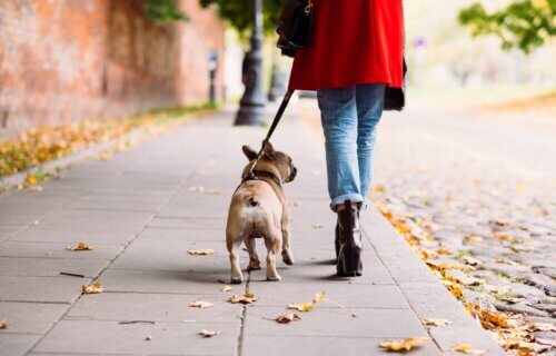 Person walking French Bulldog on the sidewalk