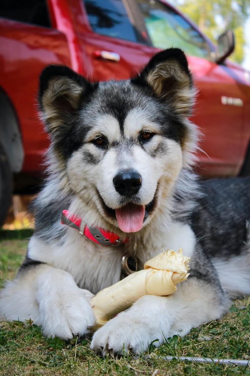 A Husky puppy with a bone