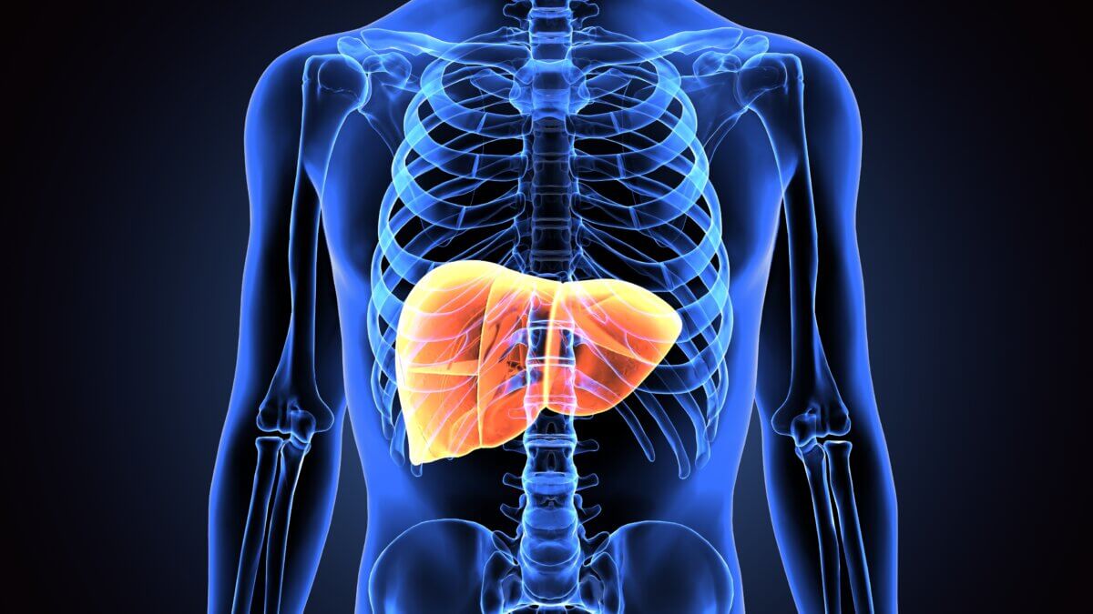 3d illustration of human liver