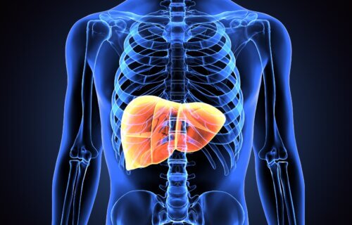 3d illustration of human liver