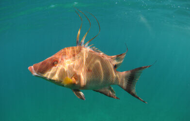 Hogfish swimming underwater