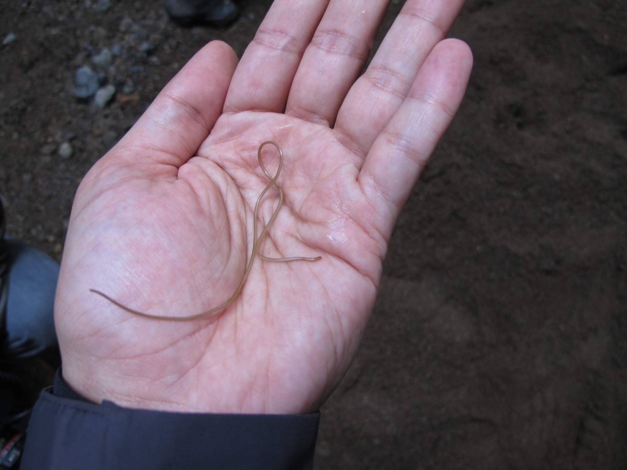 Un gusano de agua dulce que vive en la mano de Bruno de Medeiros en el Monumento Nacional Muir Woods de California.
