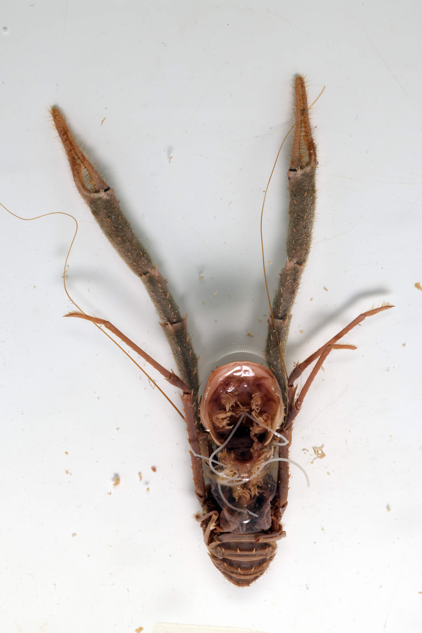 Staged photo of the (dead) squat lobster host Munida sp., from Norway, with a marine hairworm. 