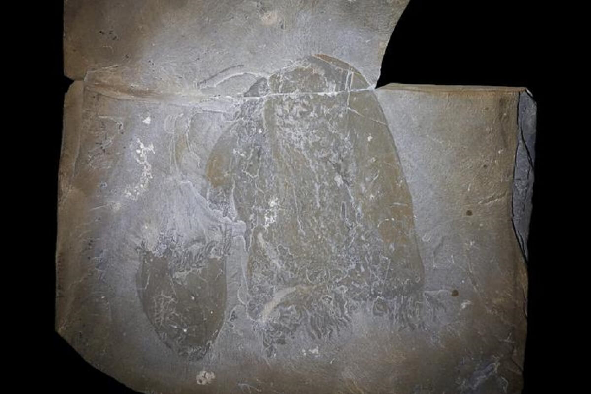 Giant stone with two gray markings on it, one small, one big, fossil oldest jellyfish species