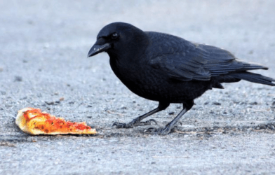 American Crow with pizza. One characteristic of urban wildlife is their taste for a wide variety of foods.