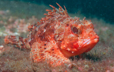 Small red scorpionfish
