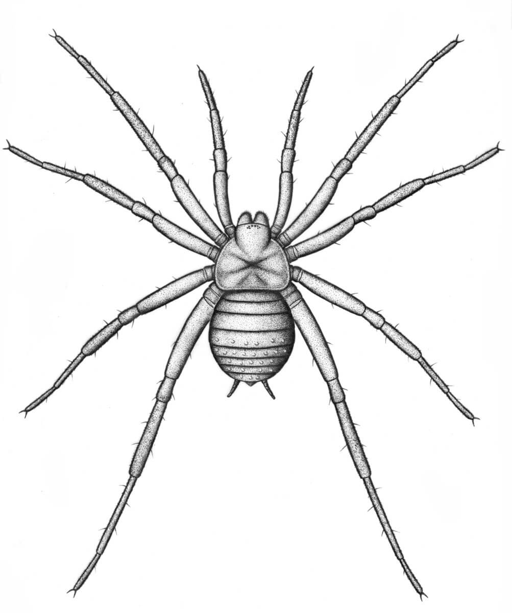 fossilized spider drawing