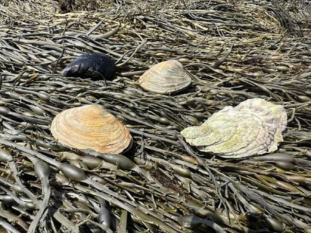 Four clams of differen shades of white and beige lay on a bed of dark green seaweed