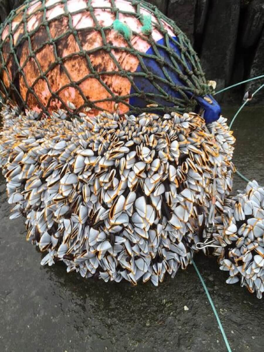 pic of a buoy in a fishing net, covered with white barnacle shells
