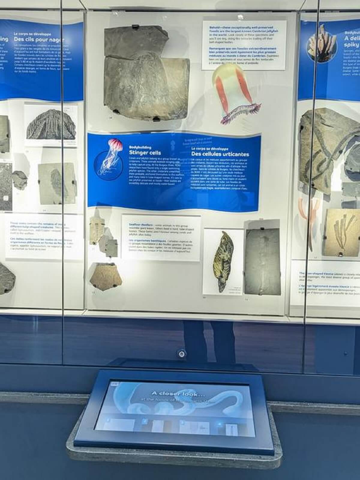 gallery display of jellyfish fossils from Burgess shale