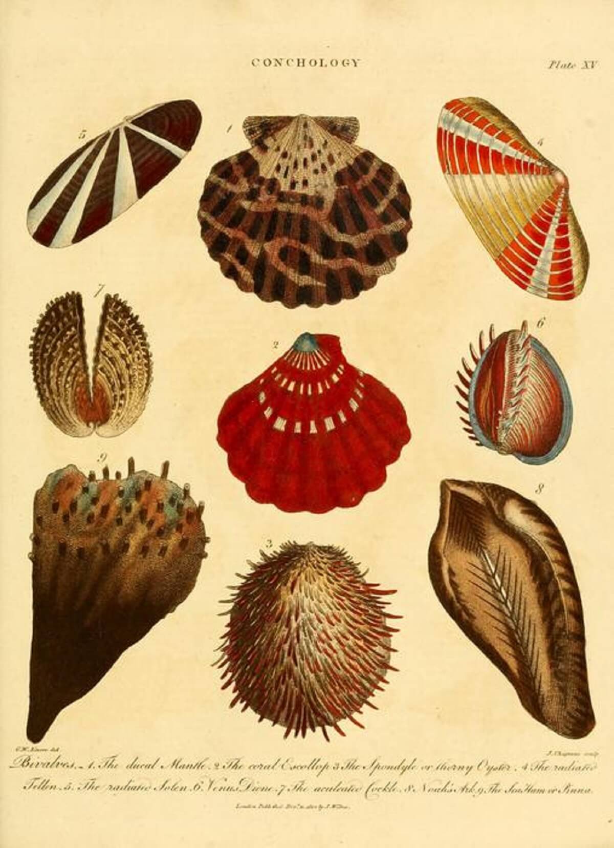 Illustration of nine different kinds of shellfish including clams, mussels, and oysters
