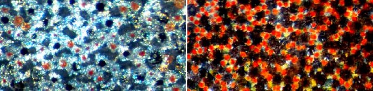 Seen through a microscope, a hogfish’s skin looks like a pointillist painting. Each dot of color is a specialized cell containing pigment granules that can be red, yellow or black. The pigment granules can spread out or cluster tightly together within the cell, making the color appear darker or more transparent.
