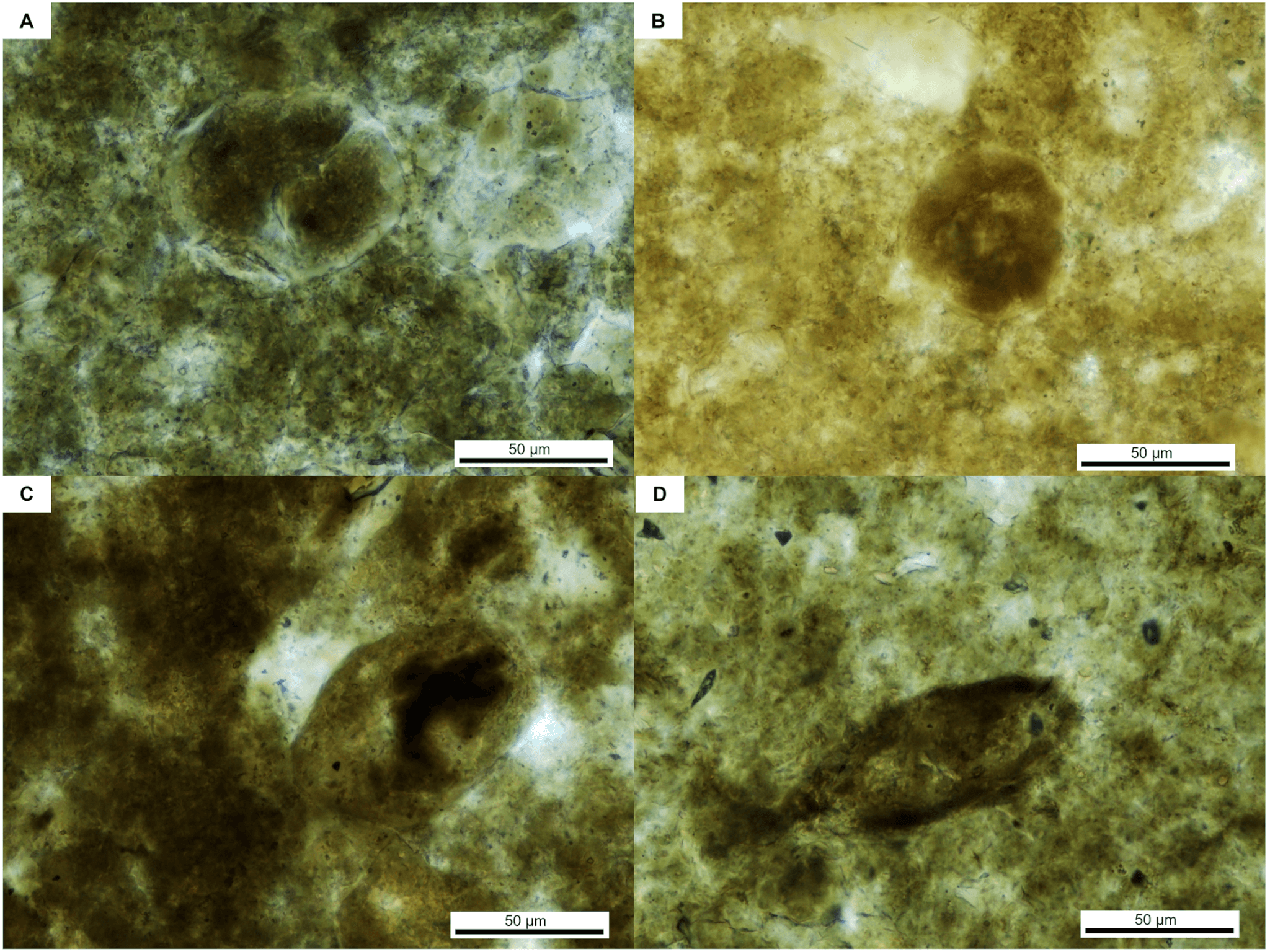 Parasites of morphotype I, found in the vertebrate coprolite. 