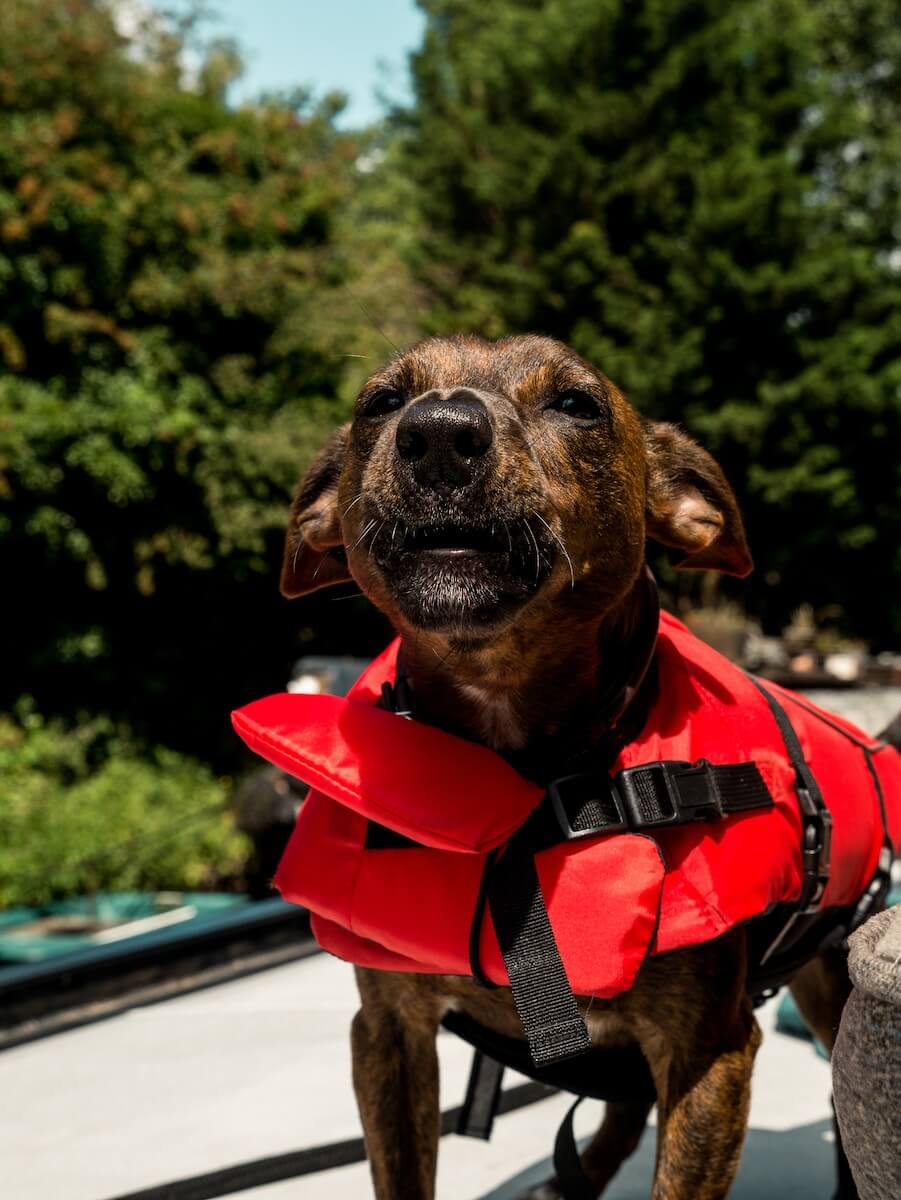 A dog wearing a life jacket