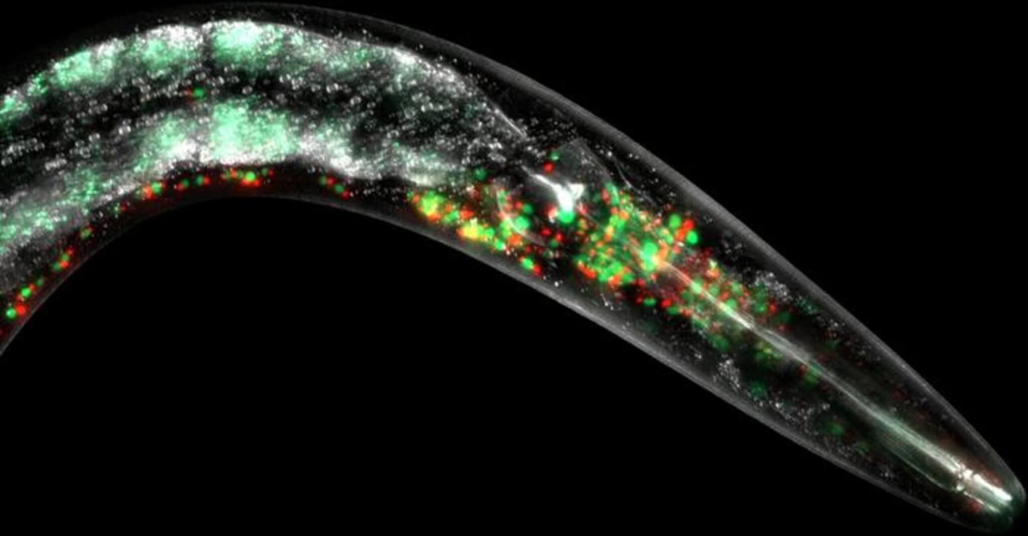 A live C. elegans animal with the mitochondria in its nervous system decorated with red and green fluorescent proteins