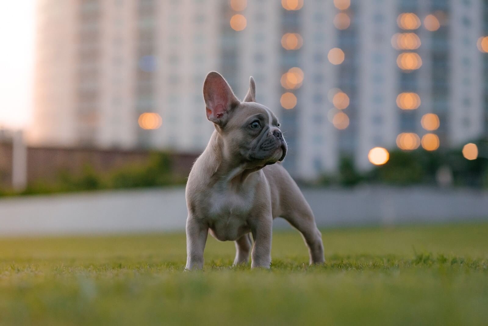 A French Bulldog in a city park