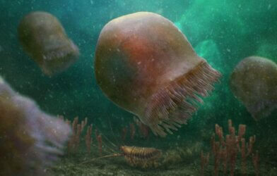 Artistic reconstruction of a group of large pink jellyfish swimming in the Cambrian sea