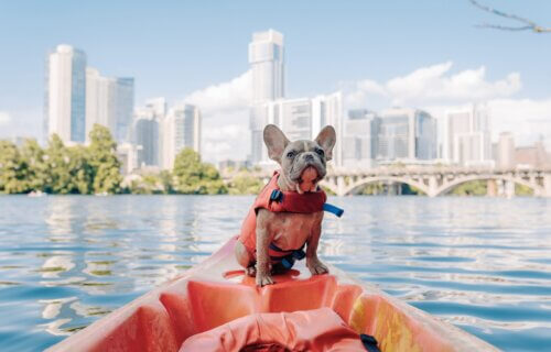 A French Bulldog wearing a life jacket on a kayak