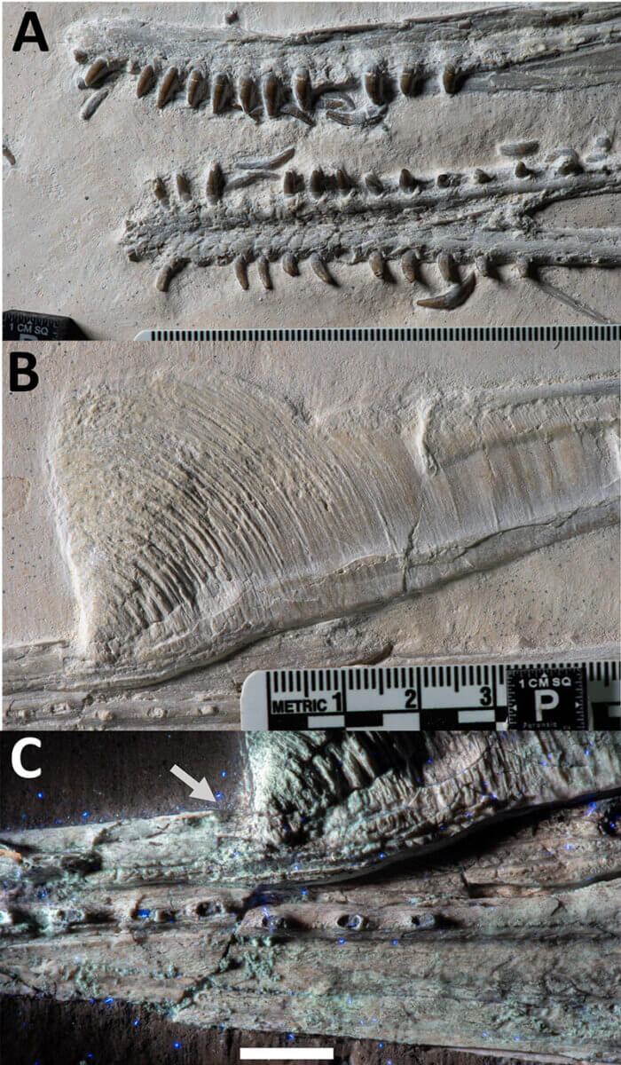 petrodactyle fossil