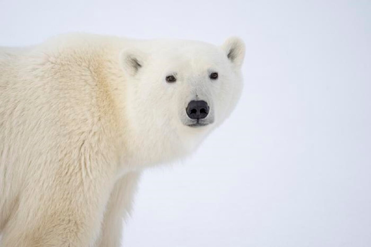 closeup of a white polar bear surrounding by ice