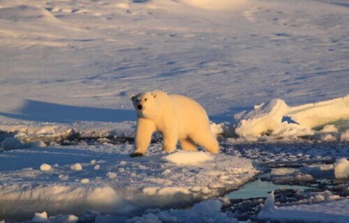 A white polar bear walking among ice caps.