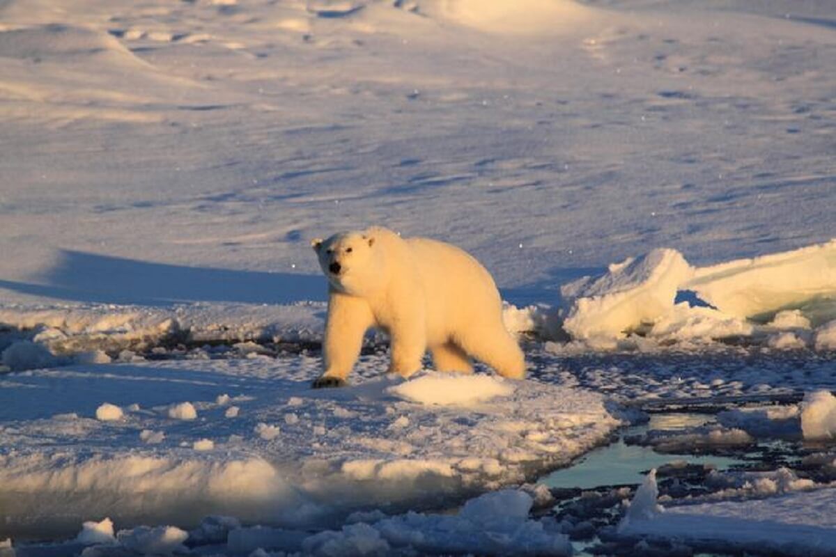 A white polar bear walking among ice caps.