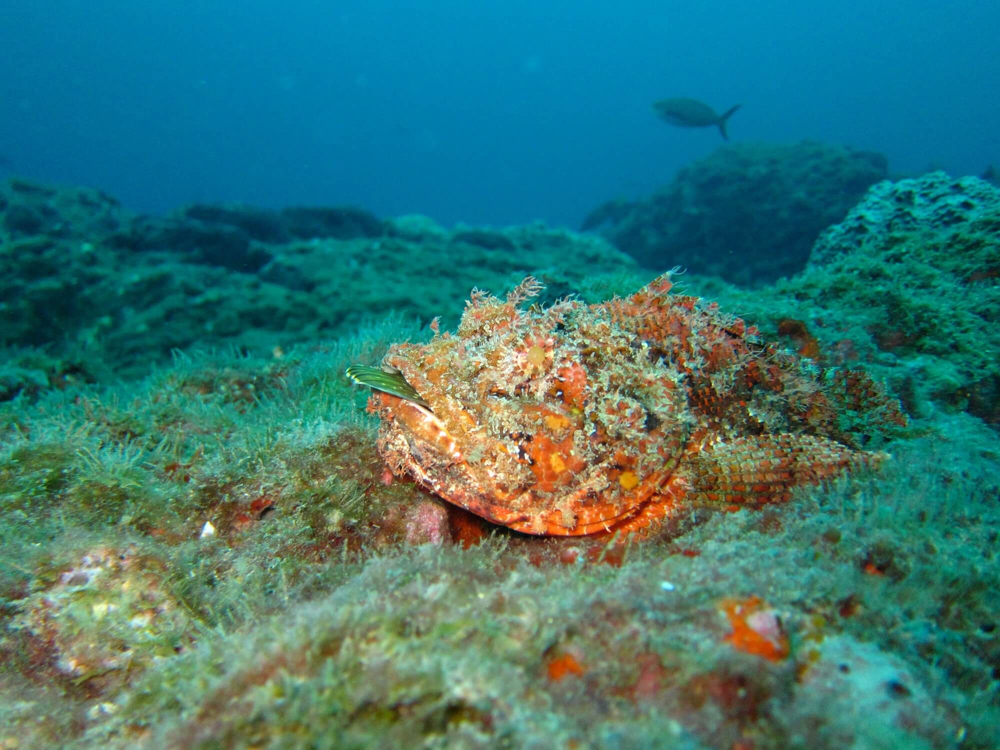 A spotted scorpionfish on the reef.