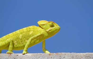 Chameleon on top of a wall