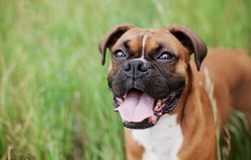 Boxer smiling in the grass