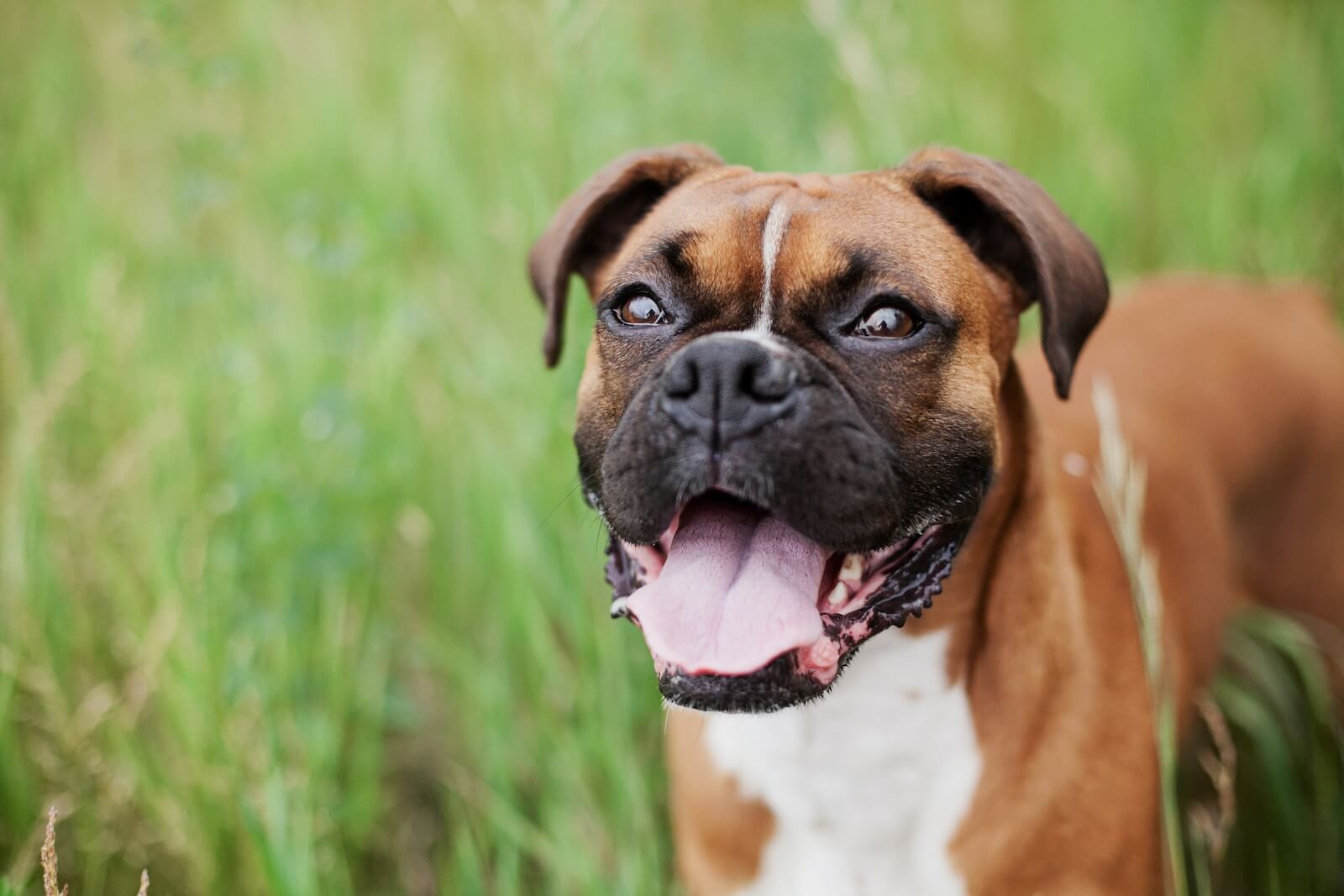 Boxer smiling in the grass