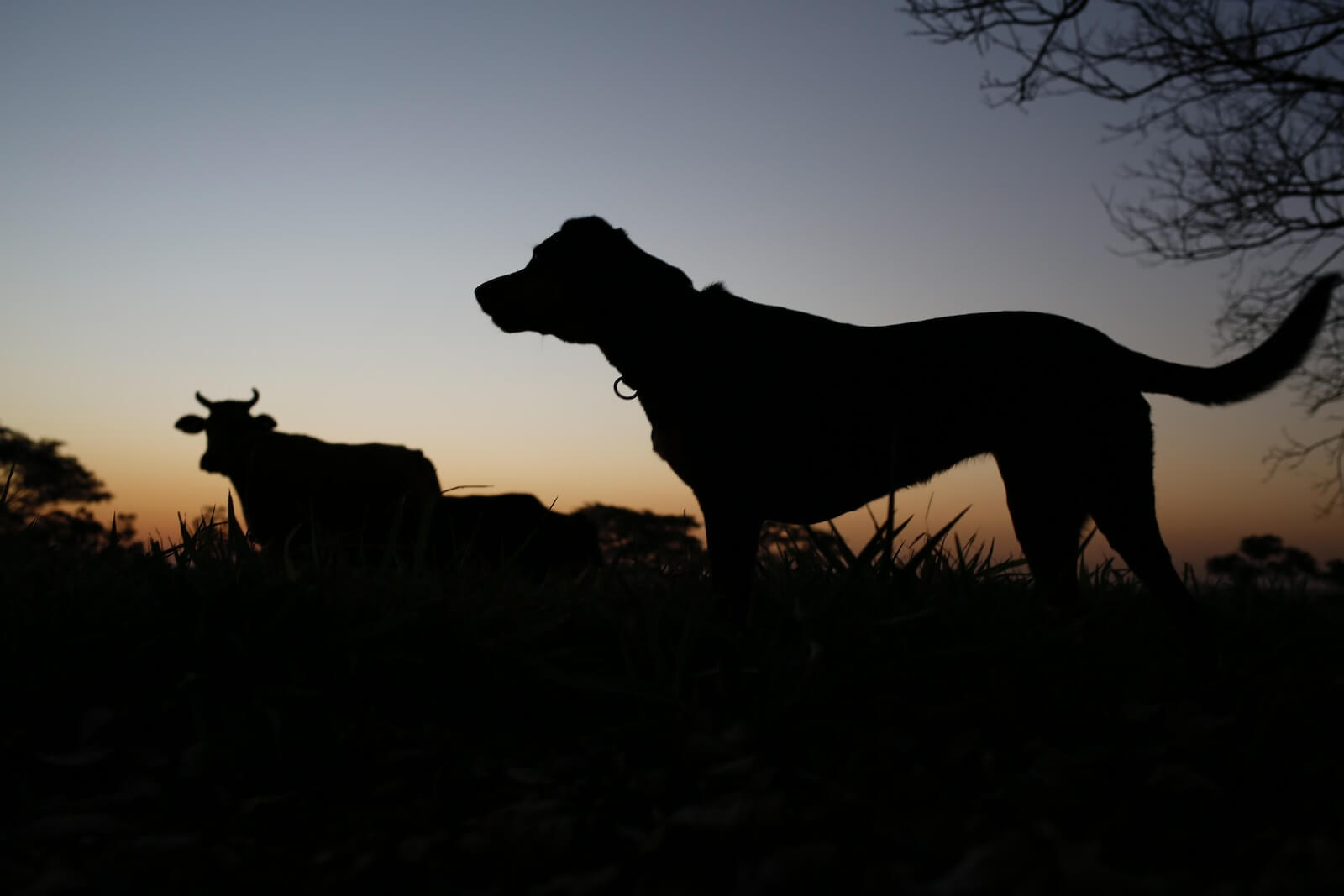 Silhouette photo of dog and cow 