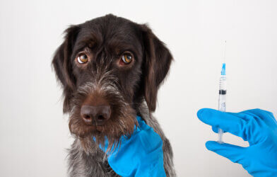 hands of veterinarian with syringe for injection for dog