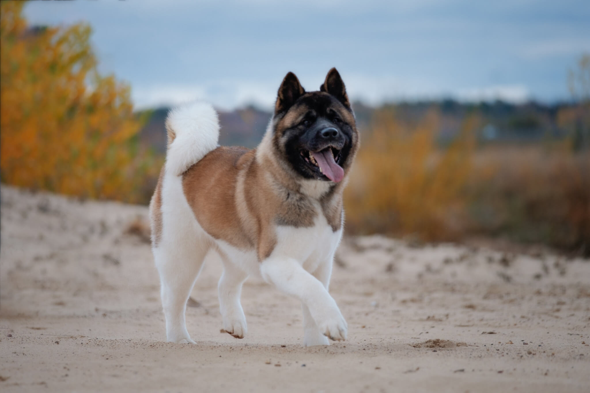 American Akita dog out for a walk