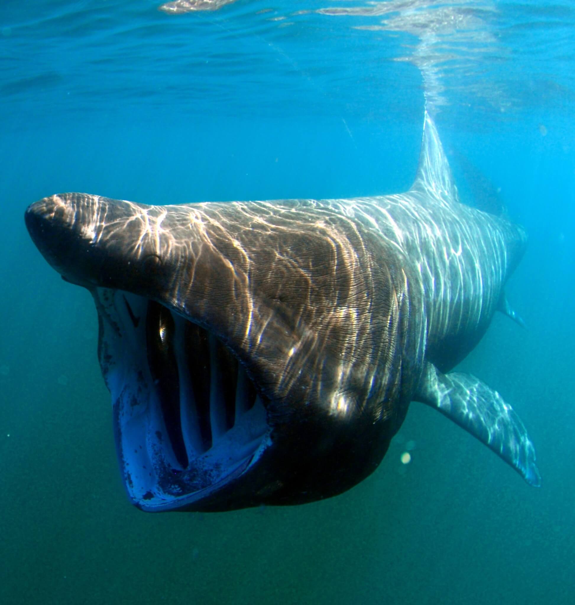 Close-up view of a basking shark.
