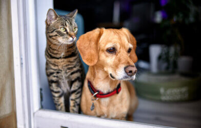 Dog and cat as best friends, looking out the window together
