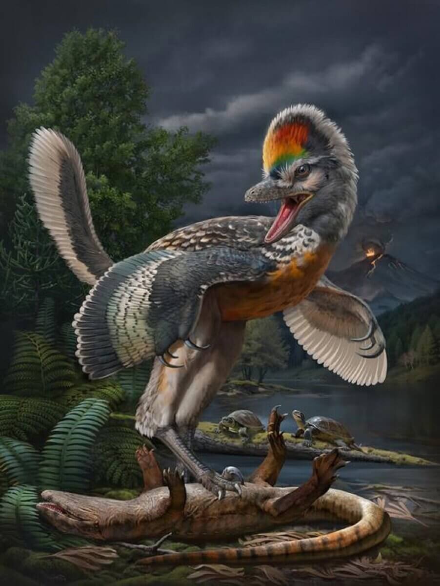 Life reconstruction of the 150-million-year-old bird, dark grey with, a bushy head with orange and green hair in front.