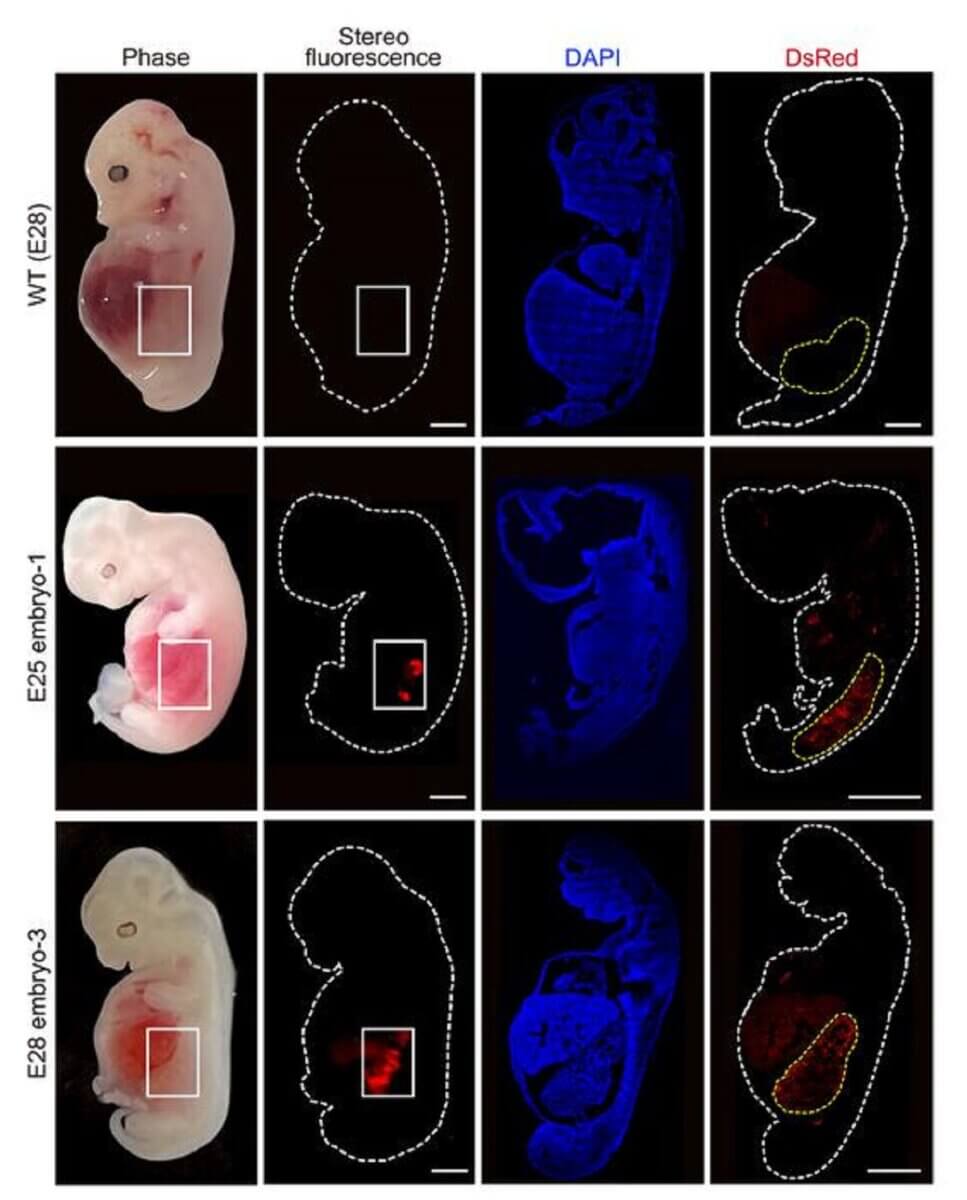 This figure shows humanized kidney cells (red fluorescence) inside the embryo compared to a "wildtype" pig embryo.
