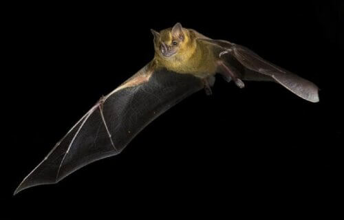 black photo of large Jamaican fruit bat