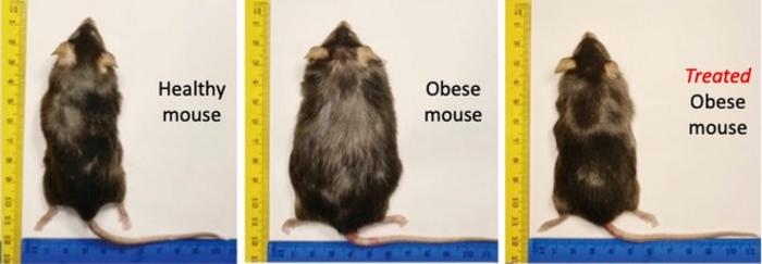 Diet-induced obesity was reversed in mice after they were given a thyromimetic drug delivered directly to the liver via a nanogel-based carrier