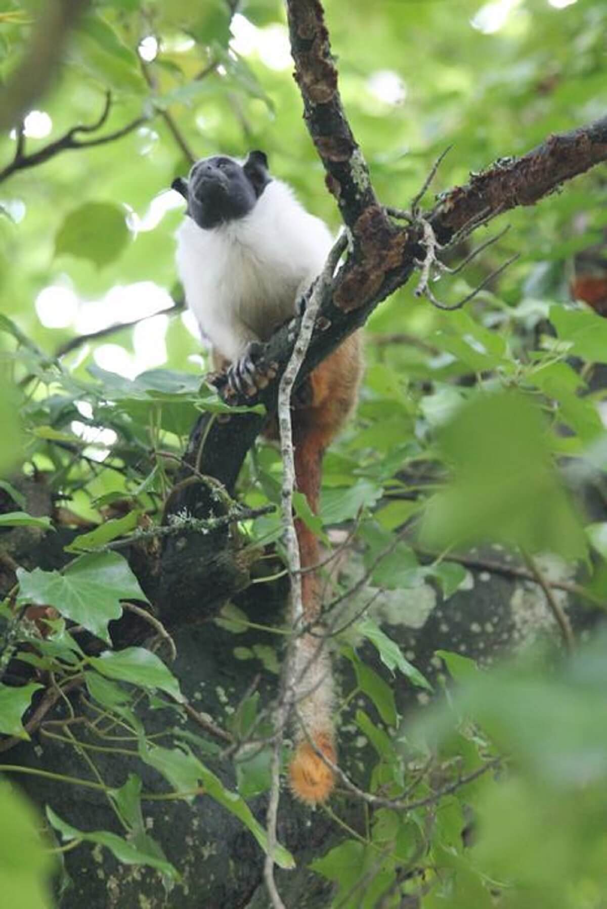 Black and white tamarin monkey perched on top a branch surrounding by green leaves