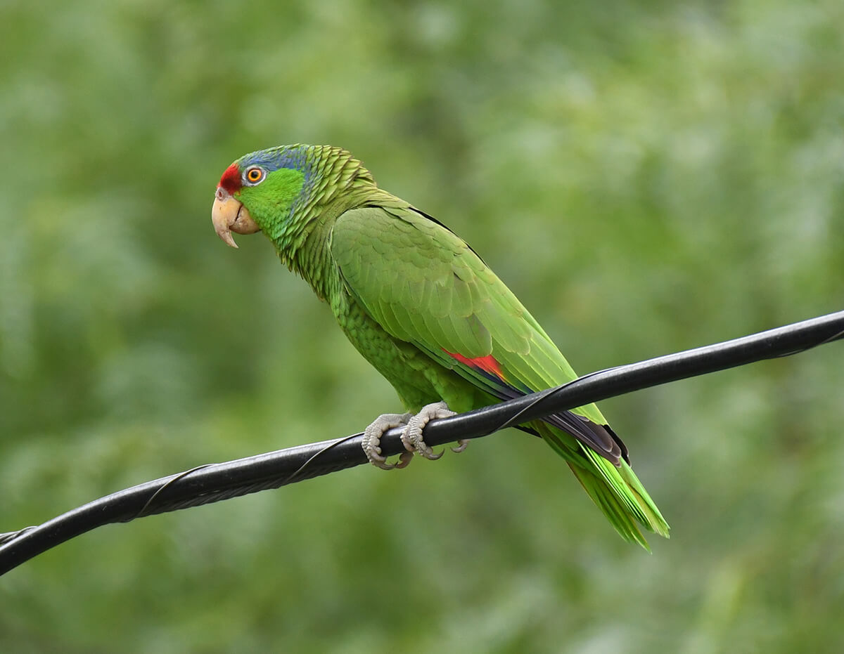 A red-crowned parrot, part of a population found to be thriving in areas of South Texas.