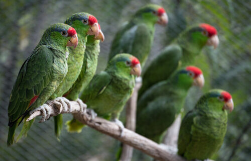 Red-Crowned Parrots perched in a tree.