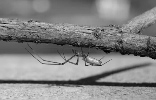 black and white of a spider hanging on the bottom of part of a branch