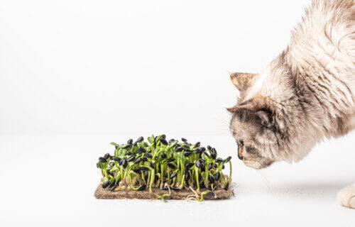 Cat sniffing microgreens for vegan diet