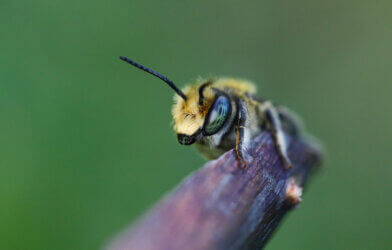 A male leafcutter bee of the genus Megachile
