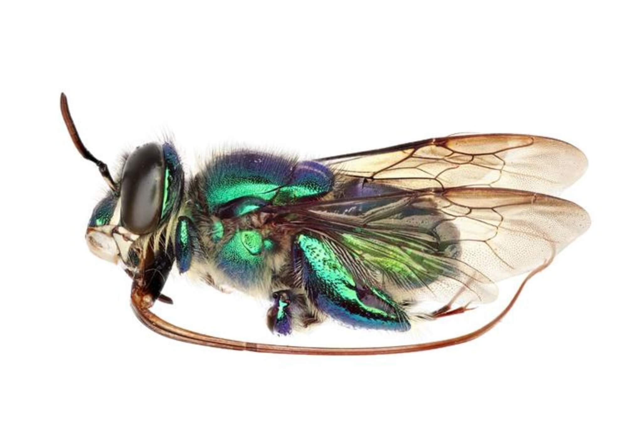 Photos of bees made using the team’s imaging system